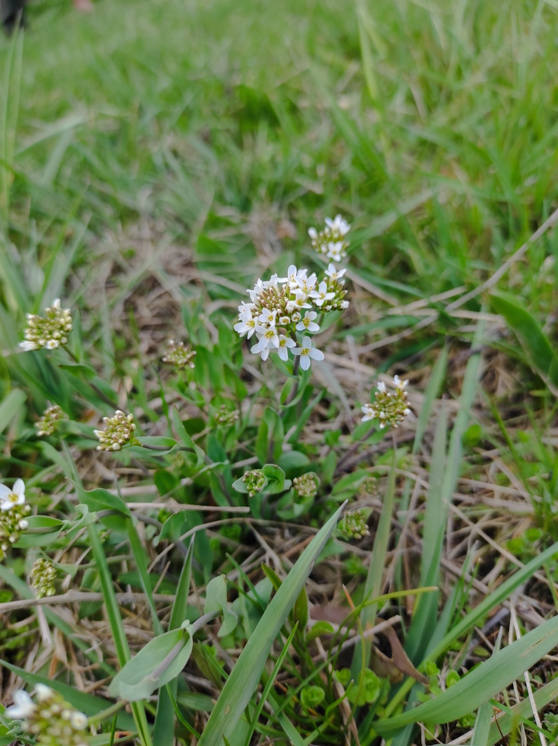 13. kép Janka-tarsóka.jpg